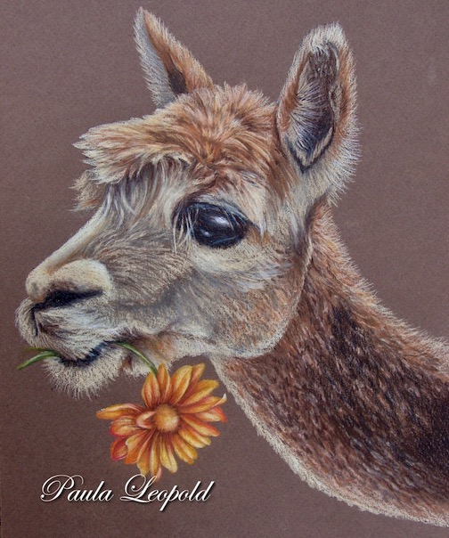 Llama